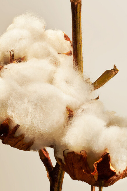 Cotton Blossom Fragrance Sticks, 450ml