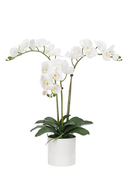 Orchids in Ceramic Pot