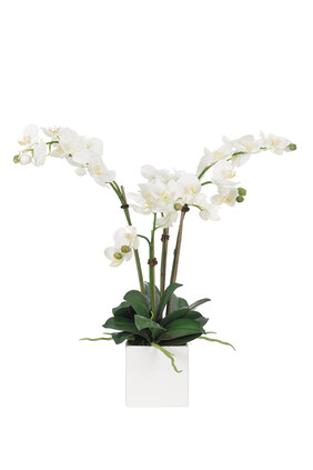 Orchids in Cermaic Vase