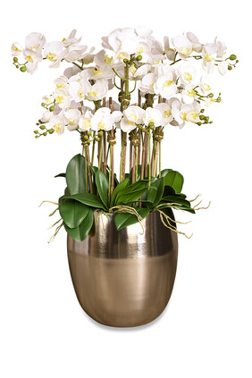 Orchid Arrangement in Silver Pot