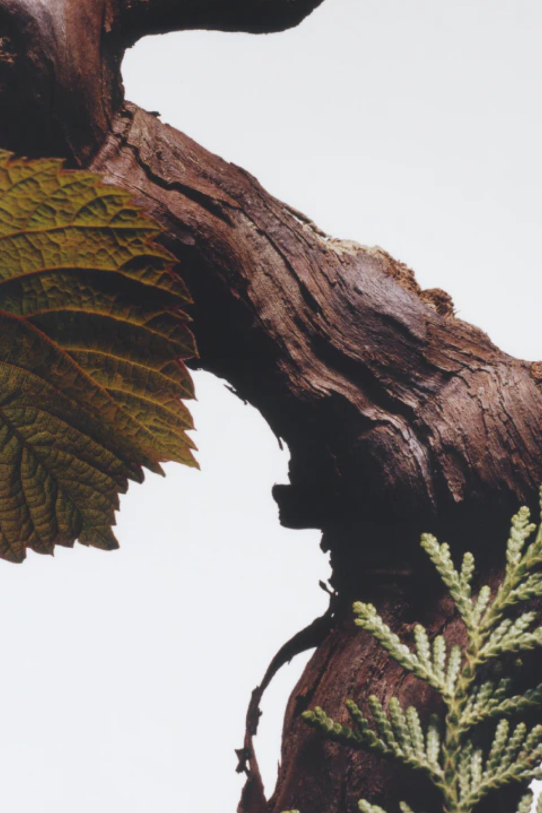 Cypress & Grapevine All Over Body Spray