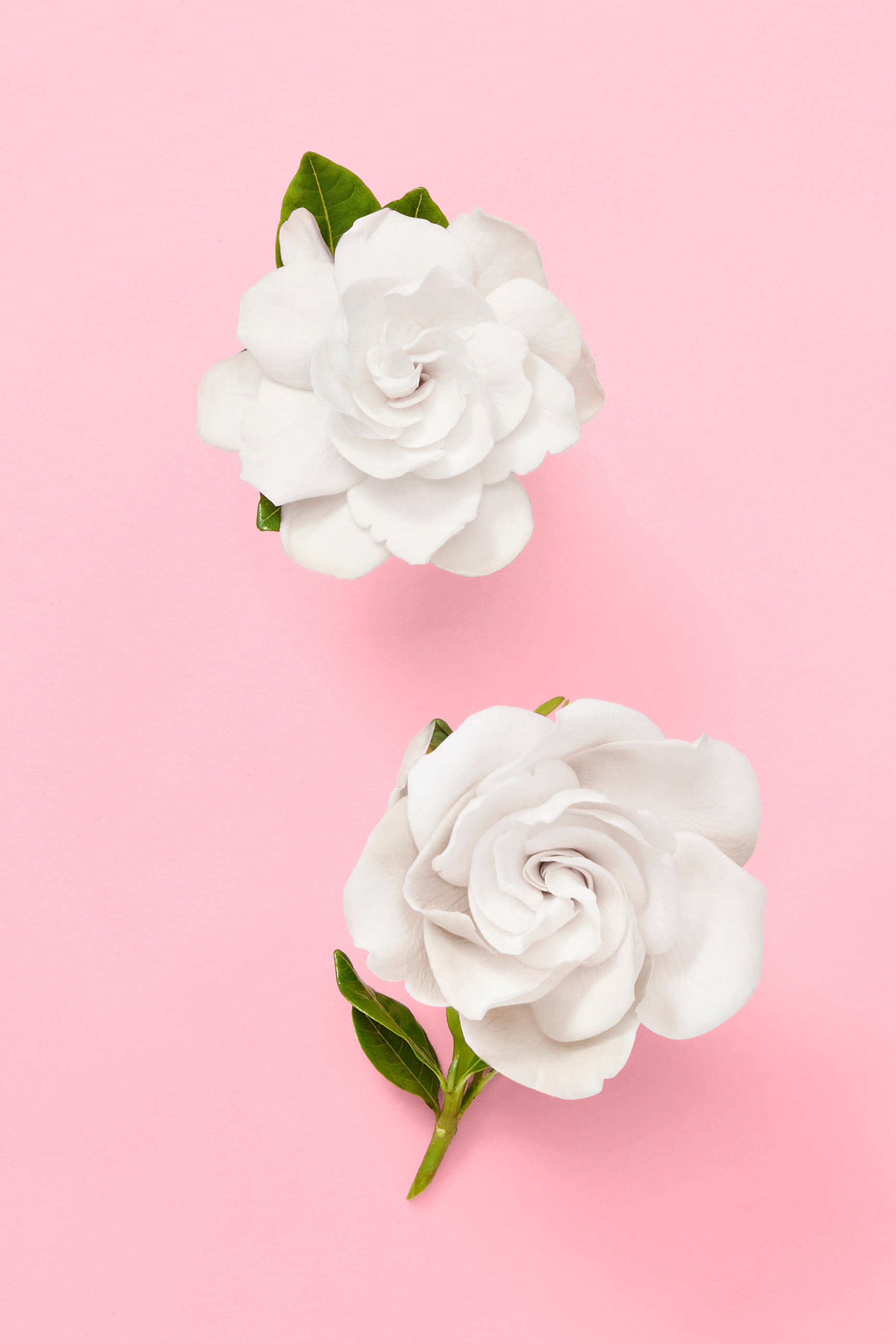 Flora Gorgeous Gardenia Eau de Parfum