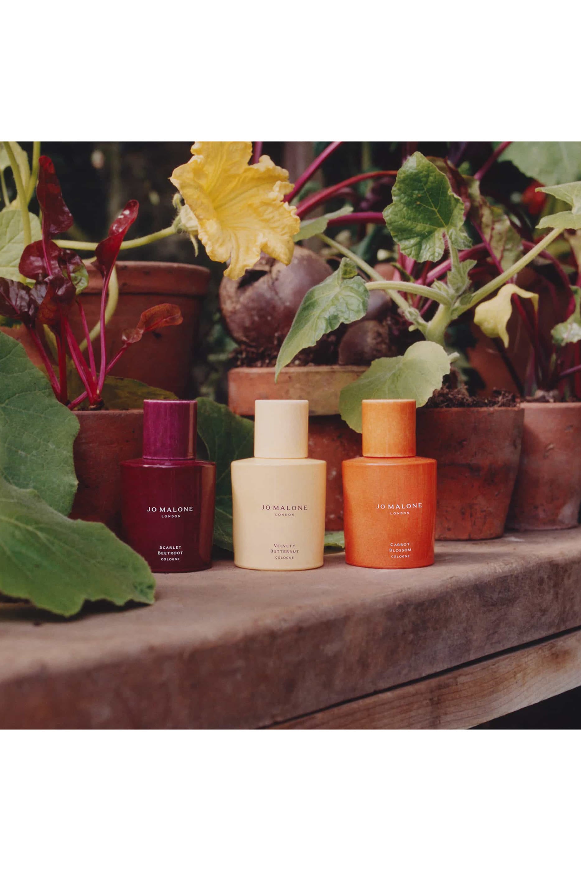Velvety Butternut Cologne