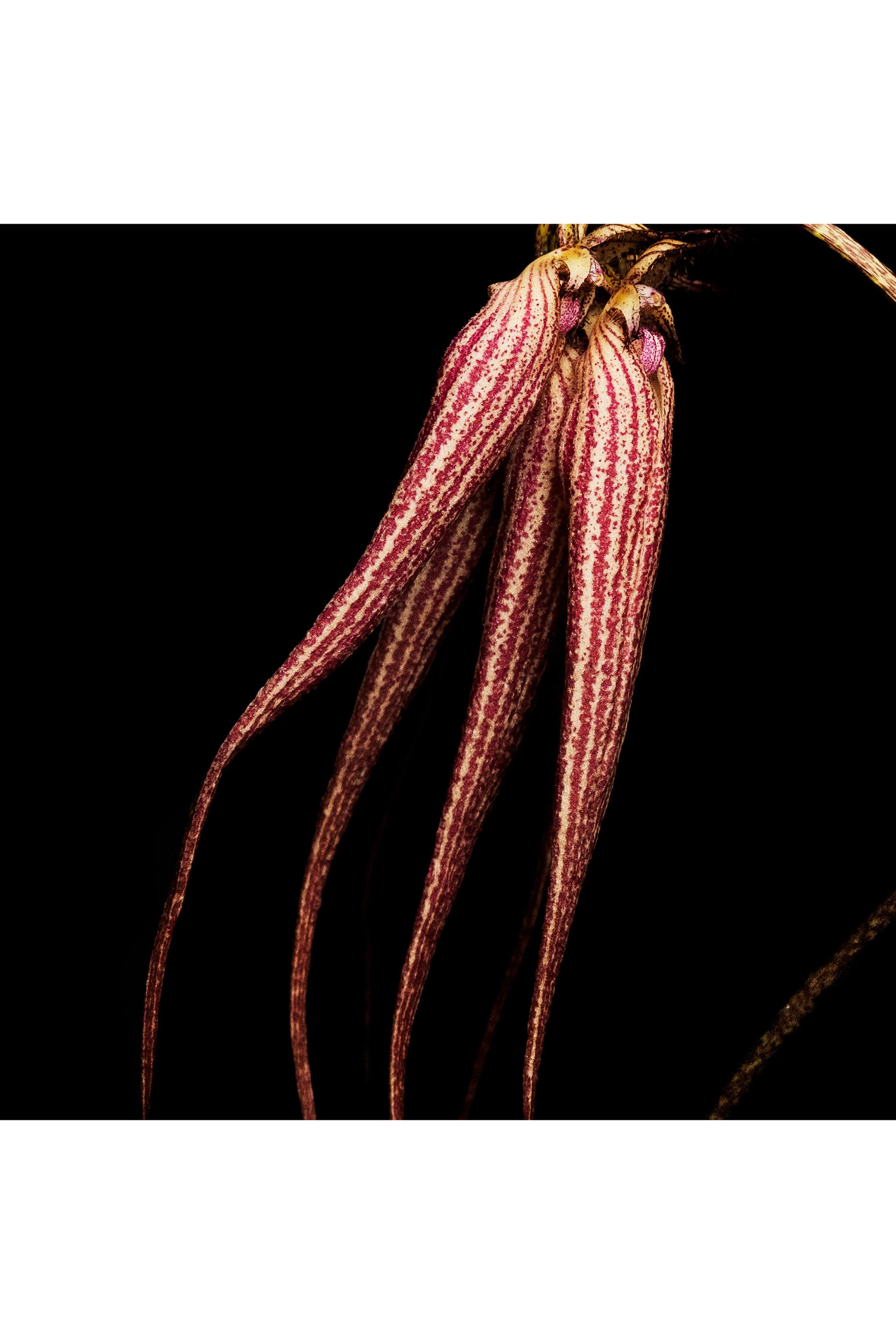 Bal d’Afrique Absolu de Parfum