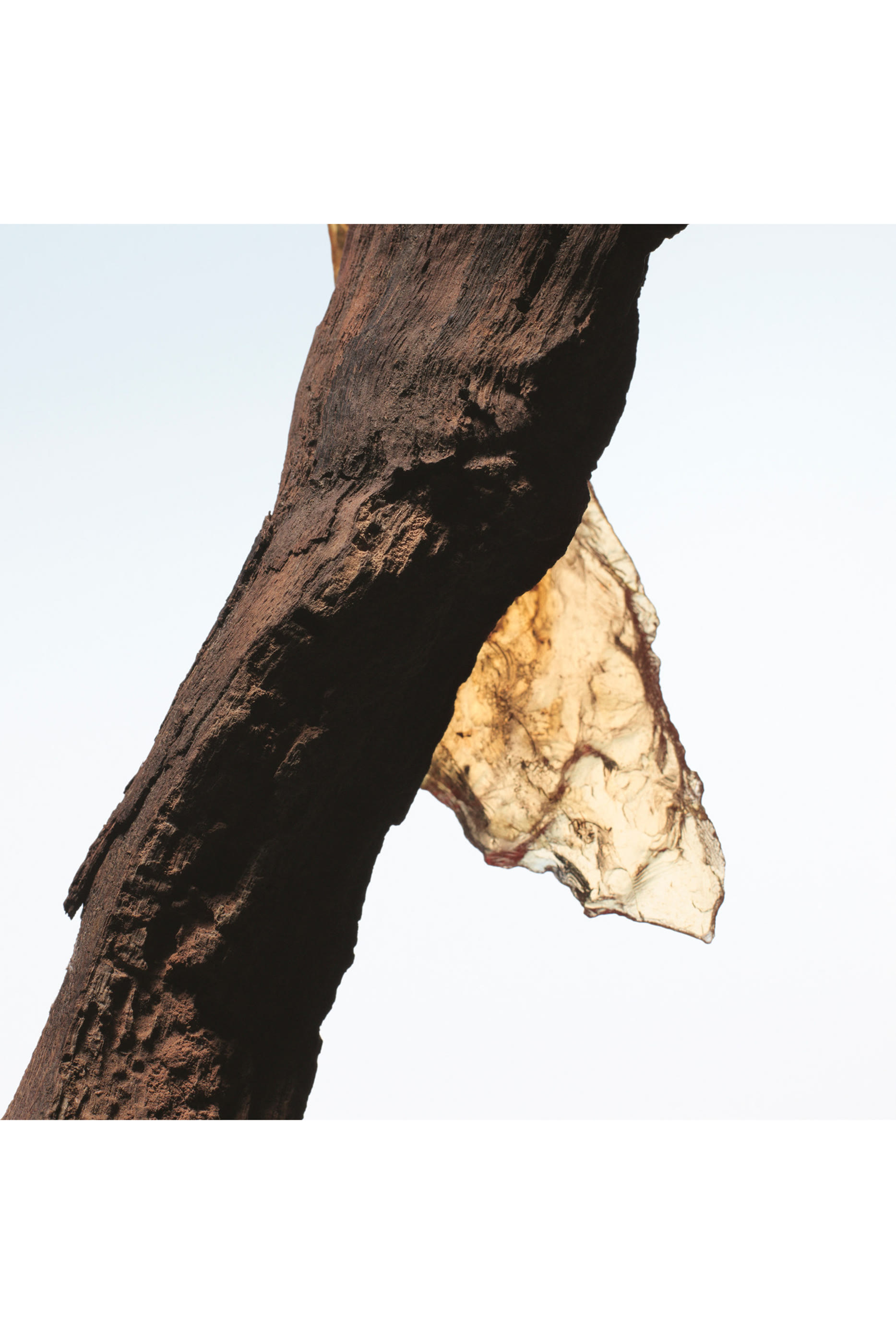 Rock the Myrrh Eau de Parfum