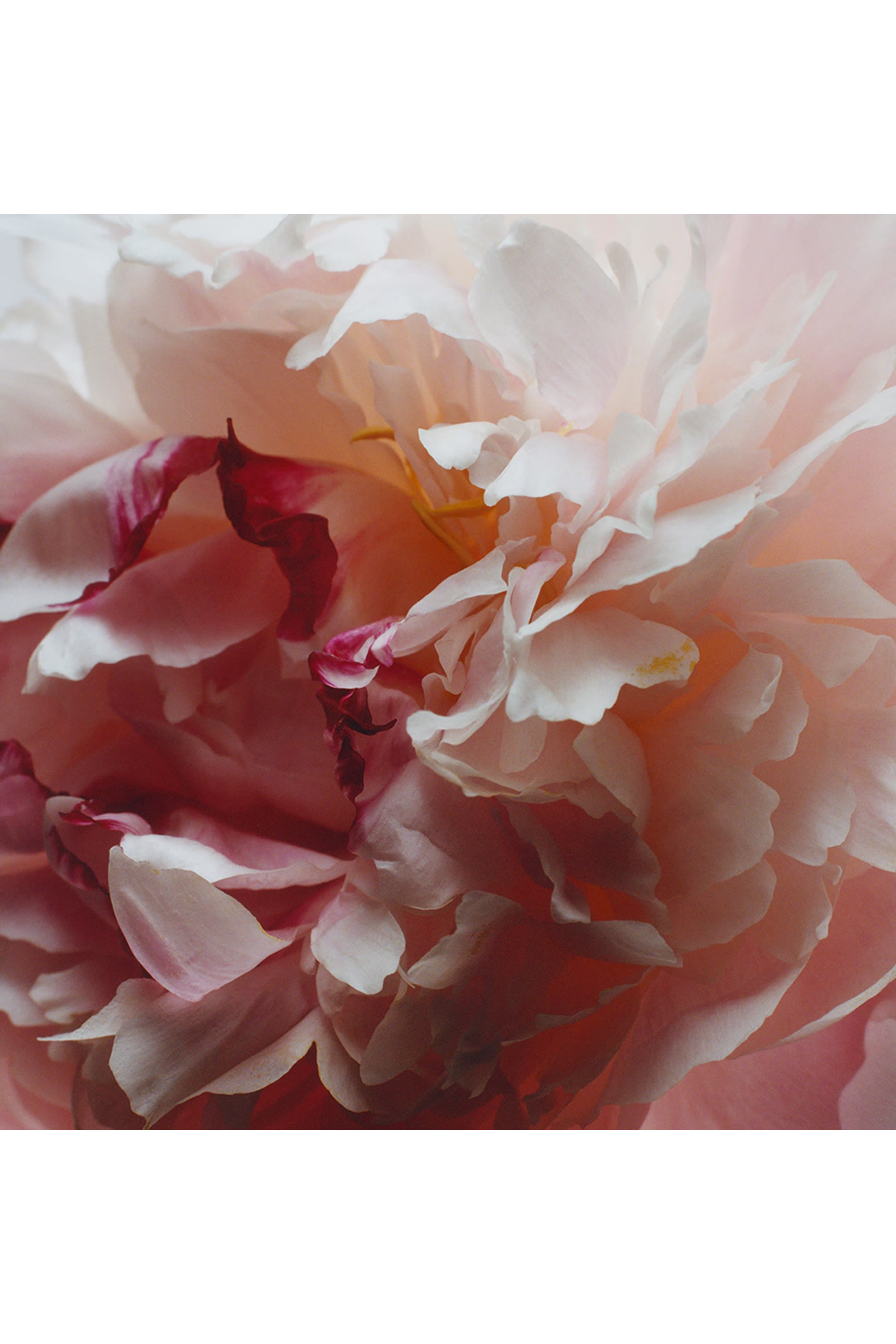 Peony and Blush Suede Body and Hand Wash