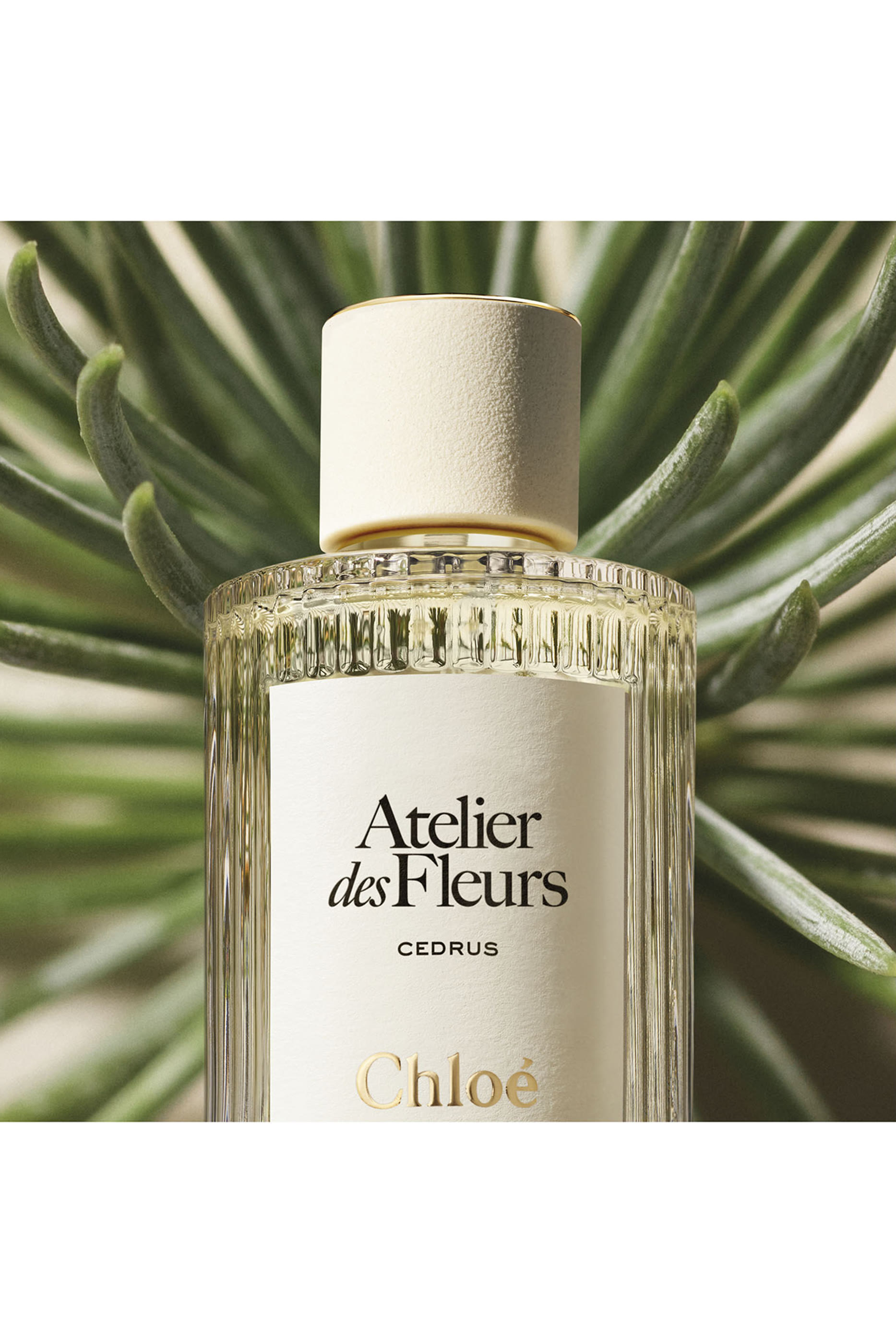 Atelier Des Fleurs Cedrus Eau De Parfum