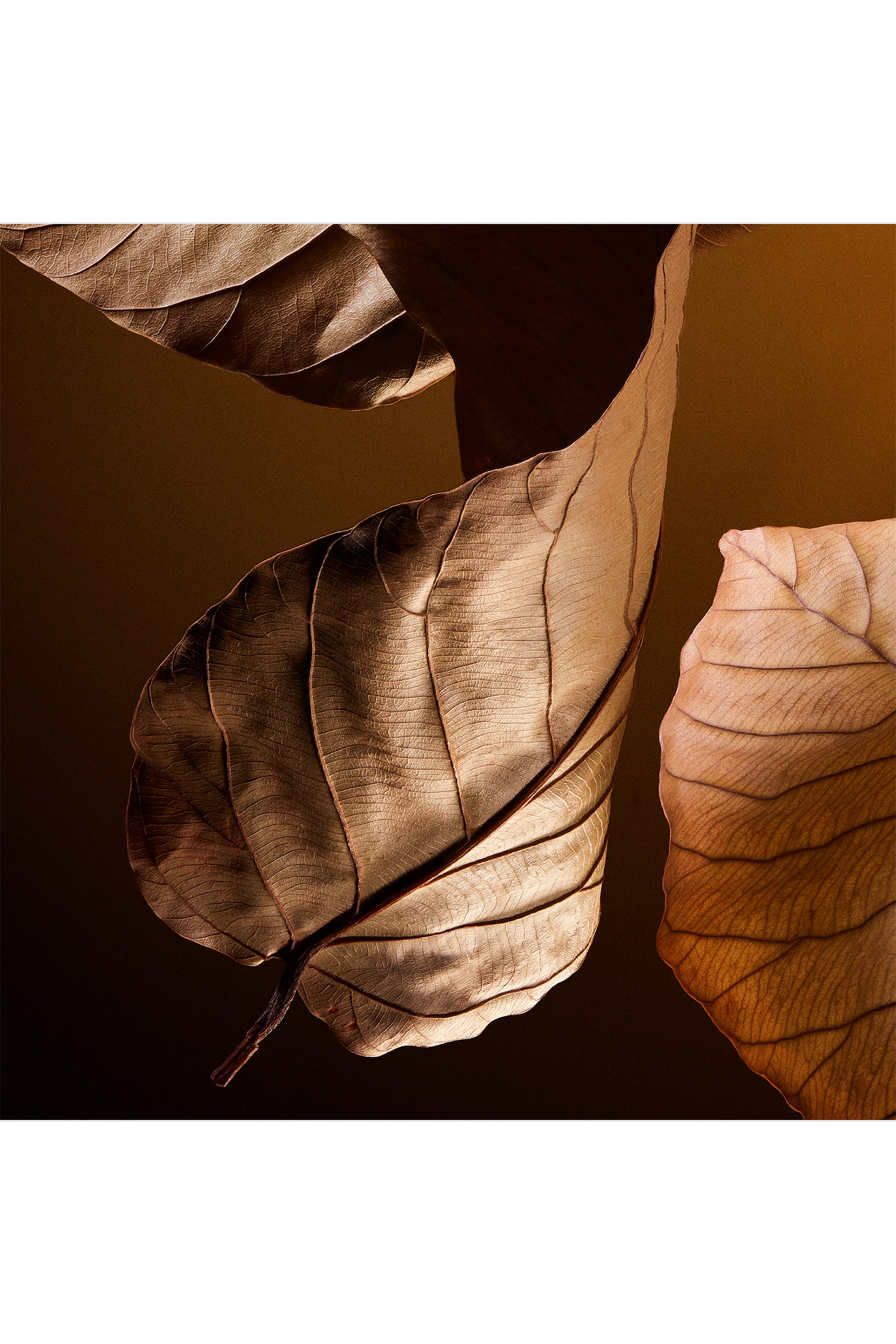 The One Pour Homme Parfum