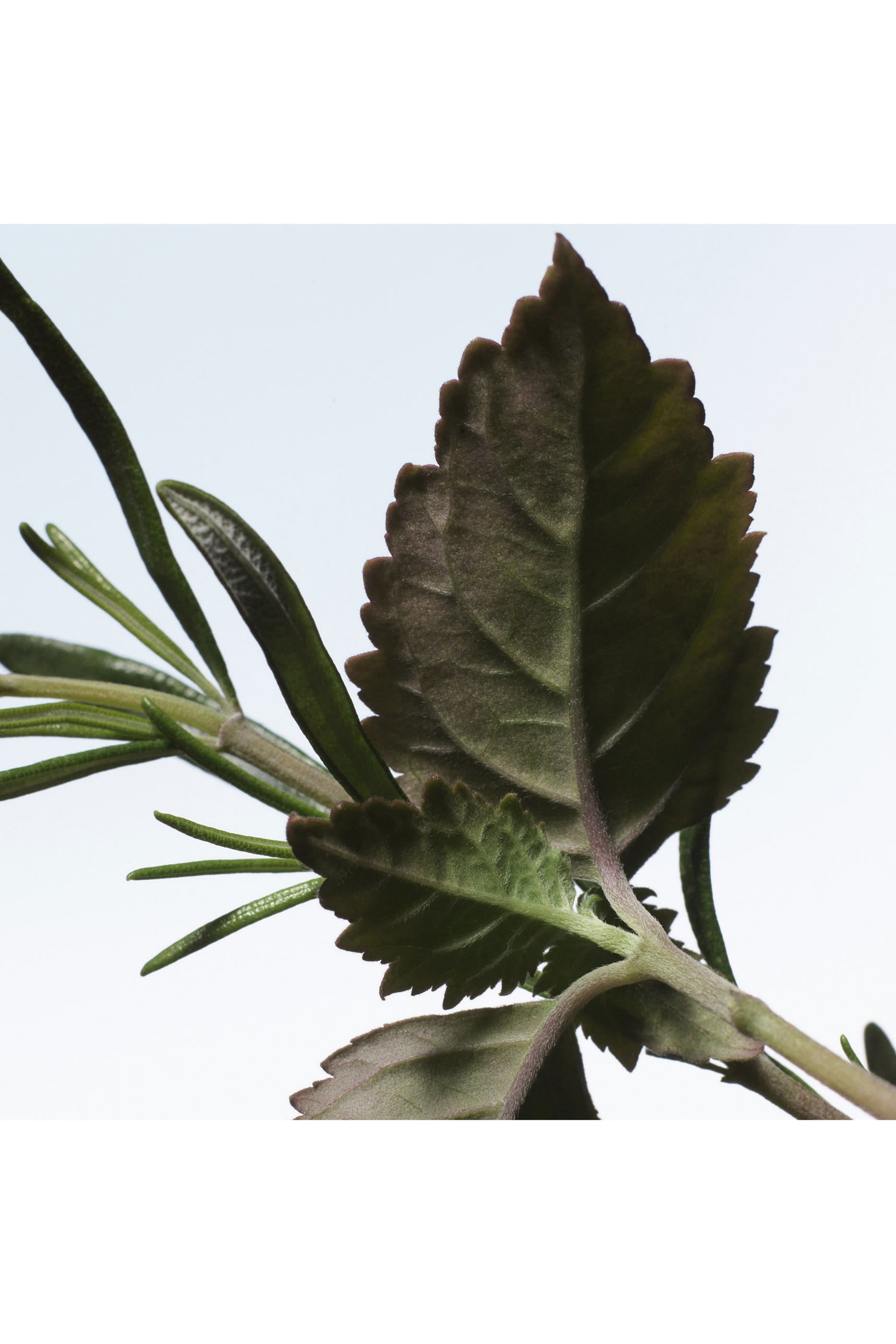 Voodoo Chile Eau de Parfum