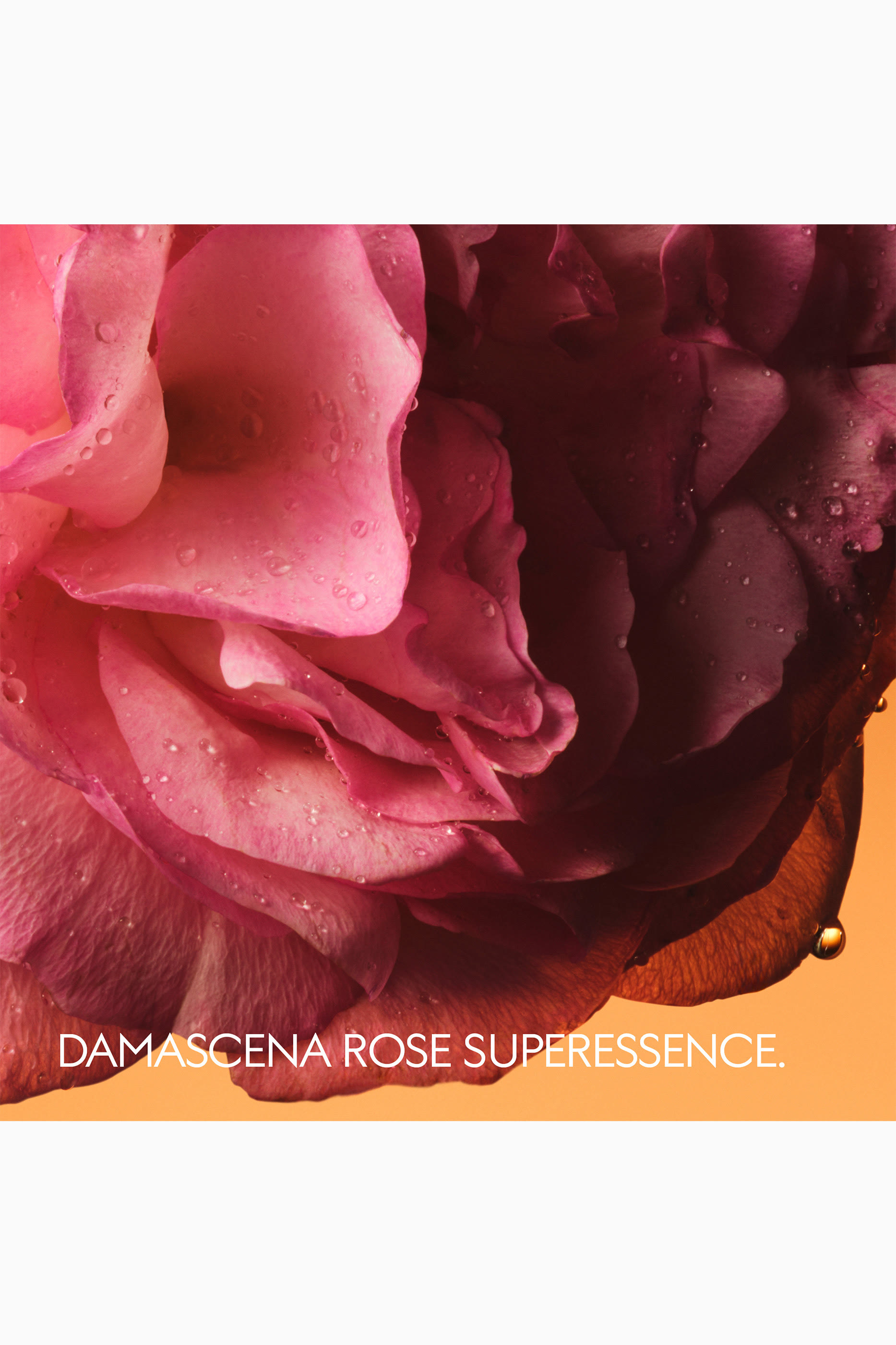 The Alchemist's Garden Rosa Sublime Eau de Parfum