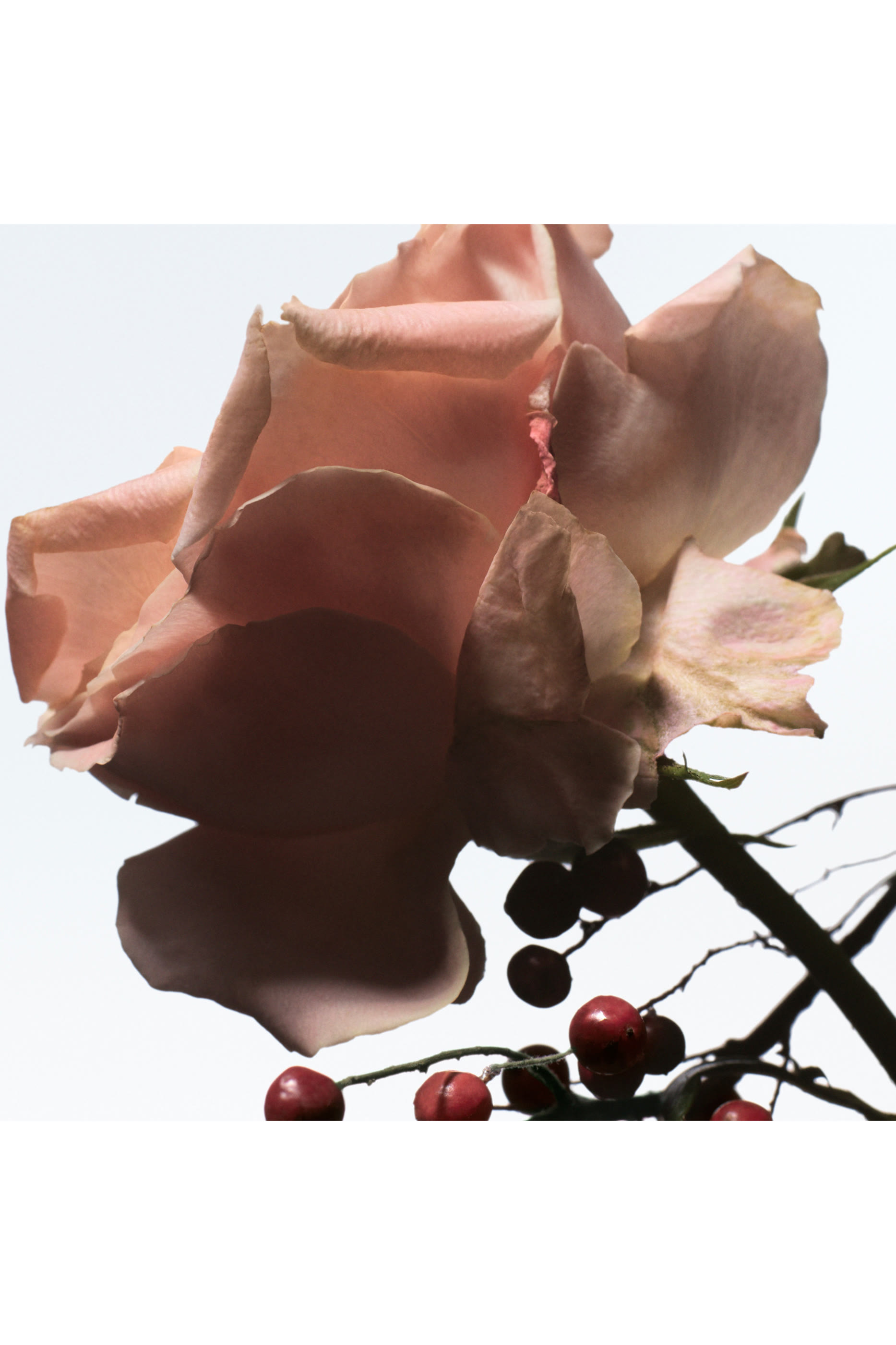 Raving Rose Eau de Parfum