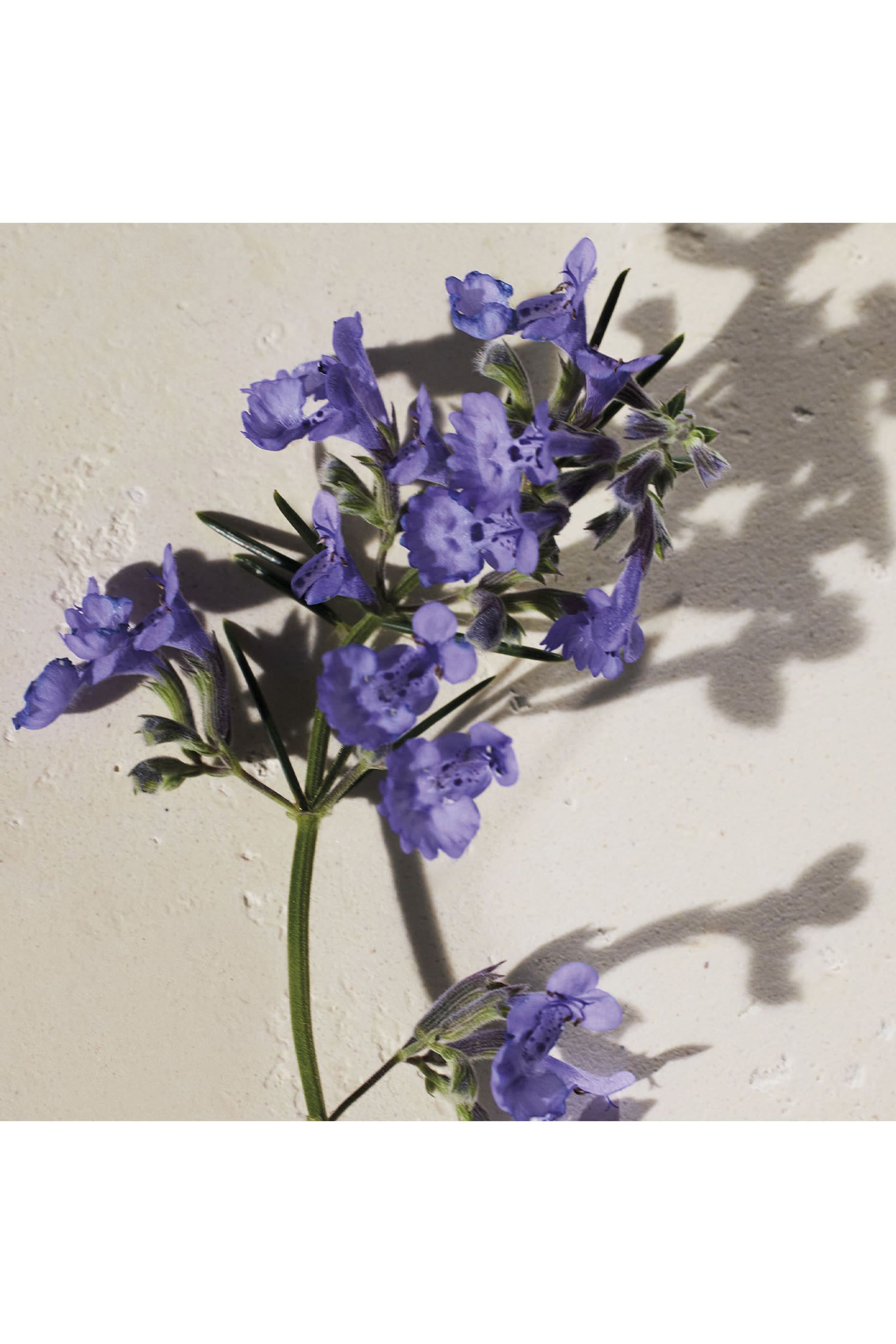 Atelier des Fleurs Hysope Eau De Parfum