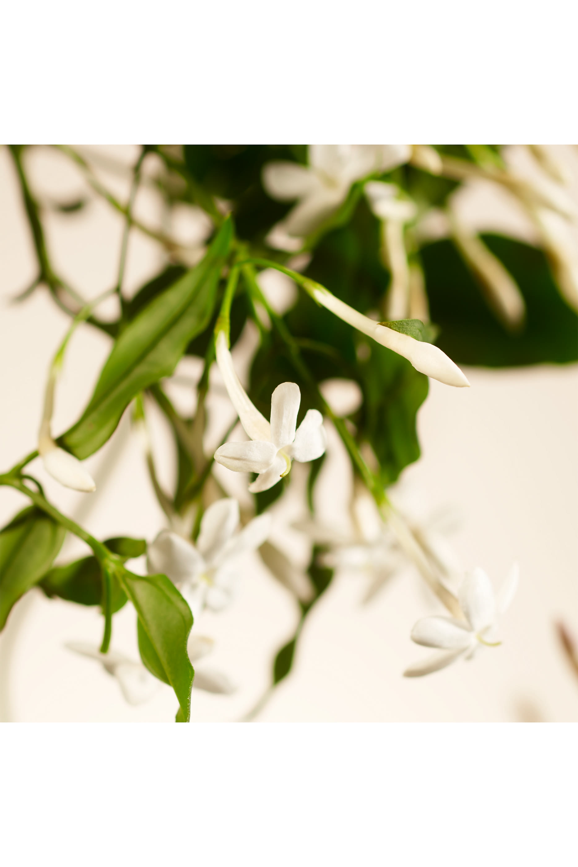 Sweet Jasmine Refill