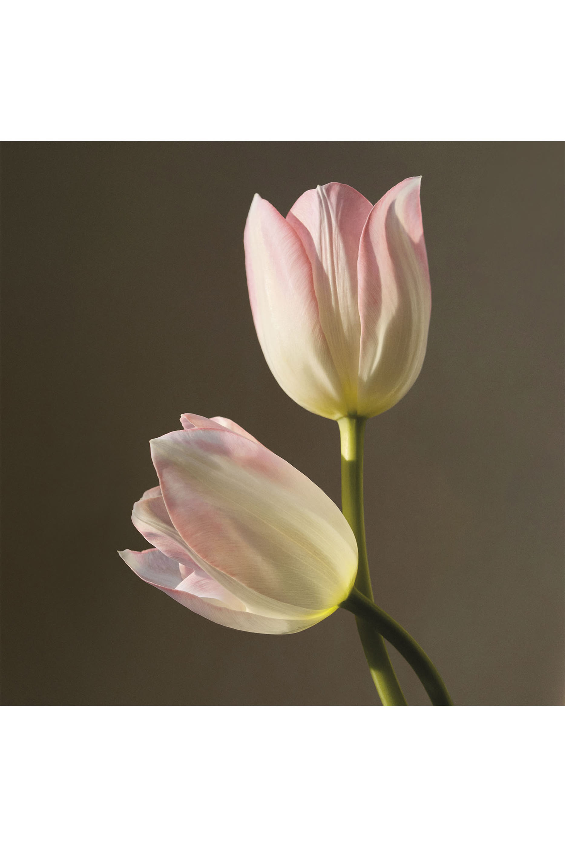 Atelier des Fleurs Magnolia Alba Eau de Parfum