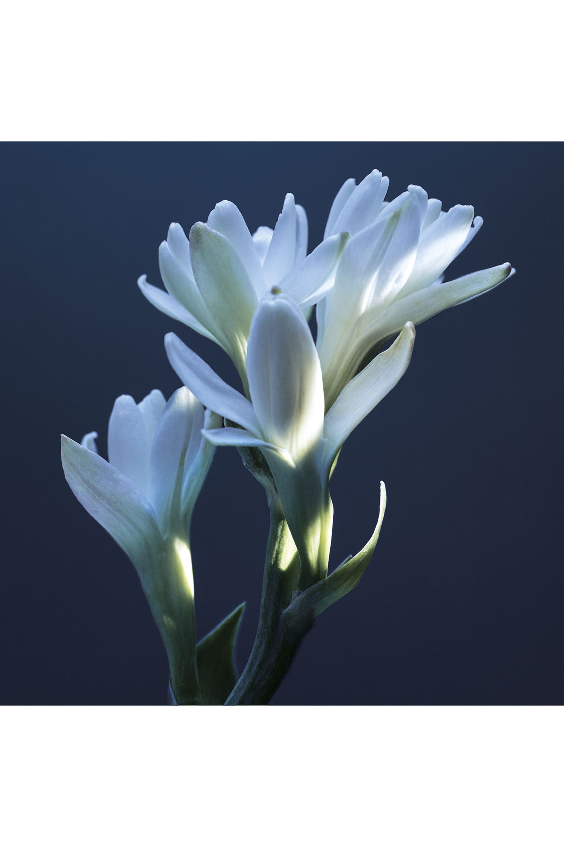 Atelier Des Fleurs Tub&eacute;reuse Lazuli Eau de Parfum