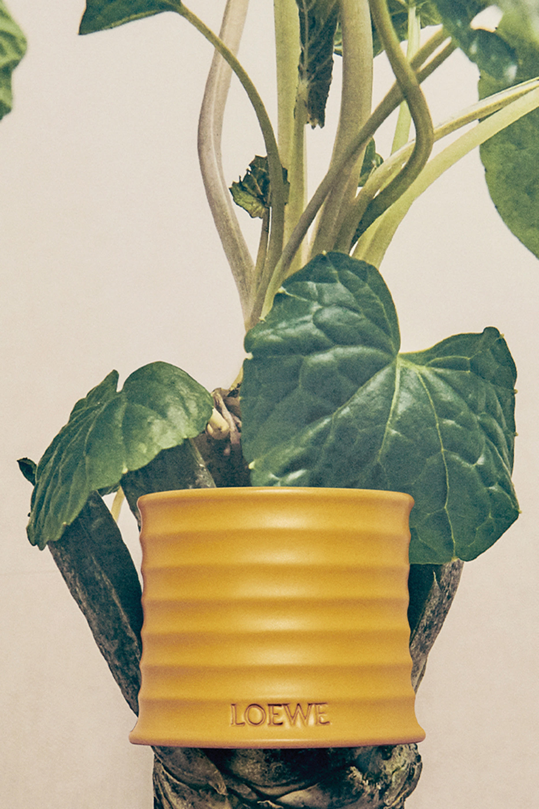 Large Wasabi Scented Candle