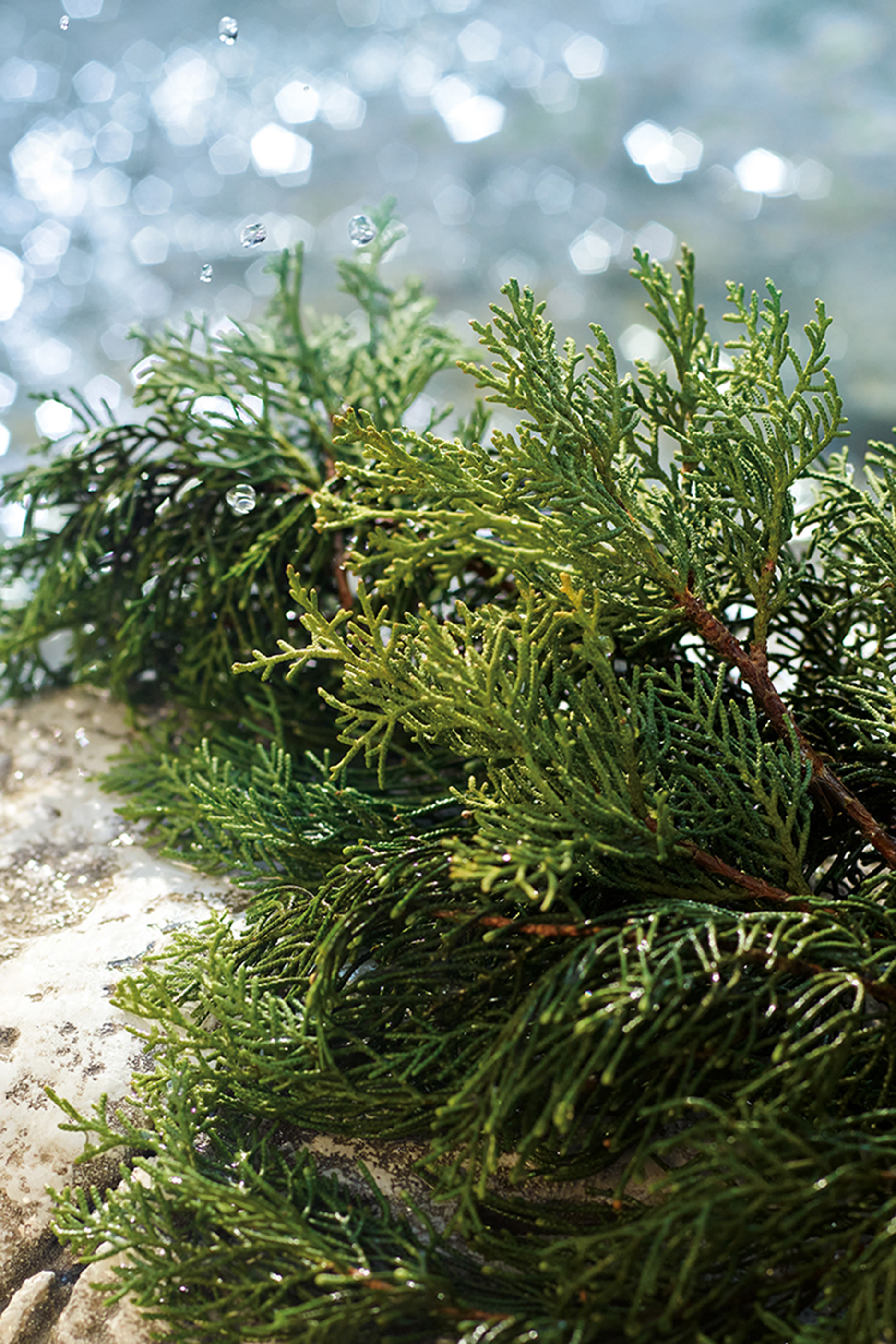 Light Blue Pour Homme Summer Vibes Eau de Toilette