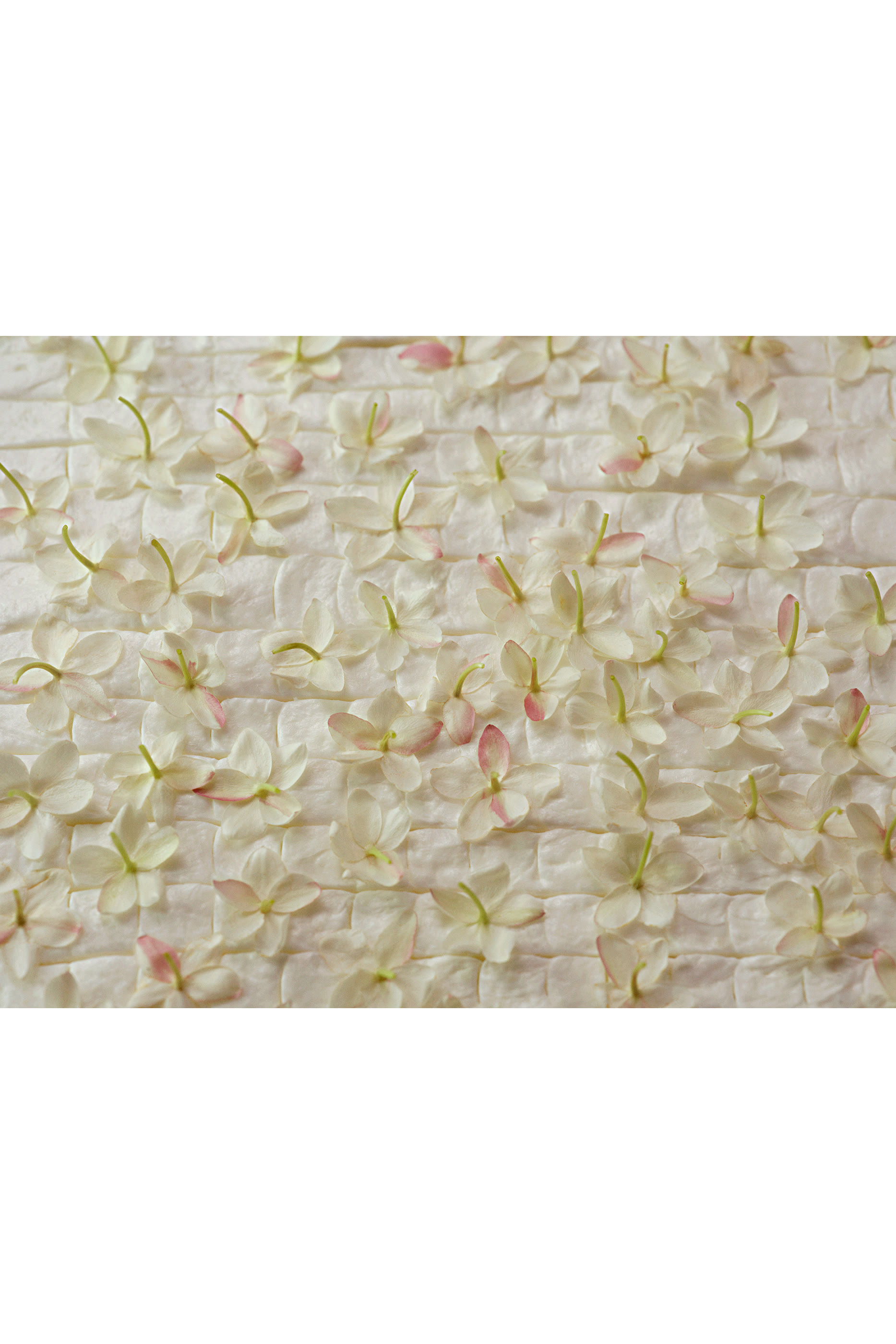 Gelsomino A Freddo Eau de Parfum