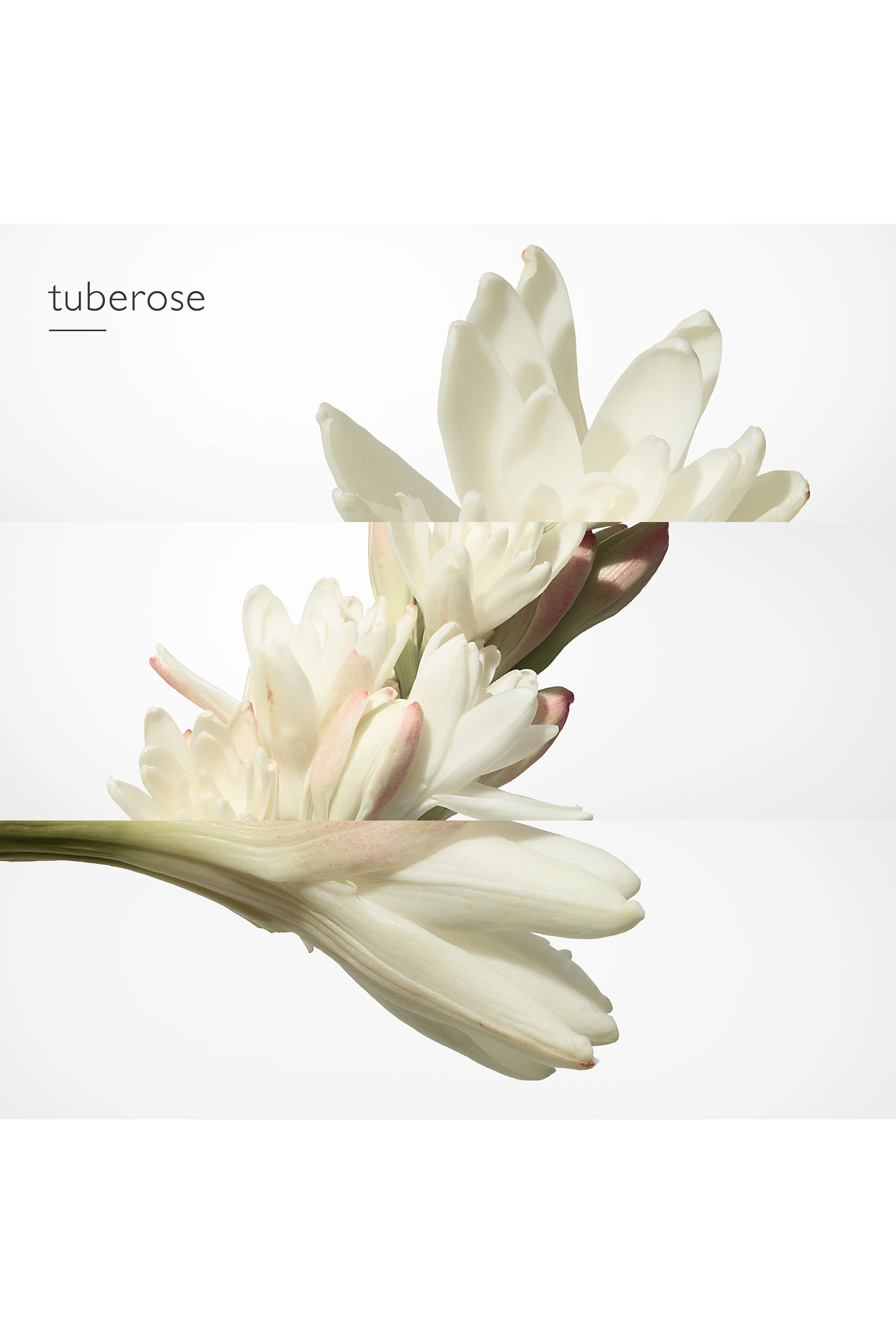 Twilly d'Hermès, Eau de parfum