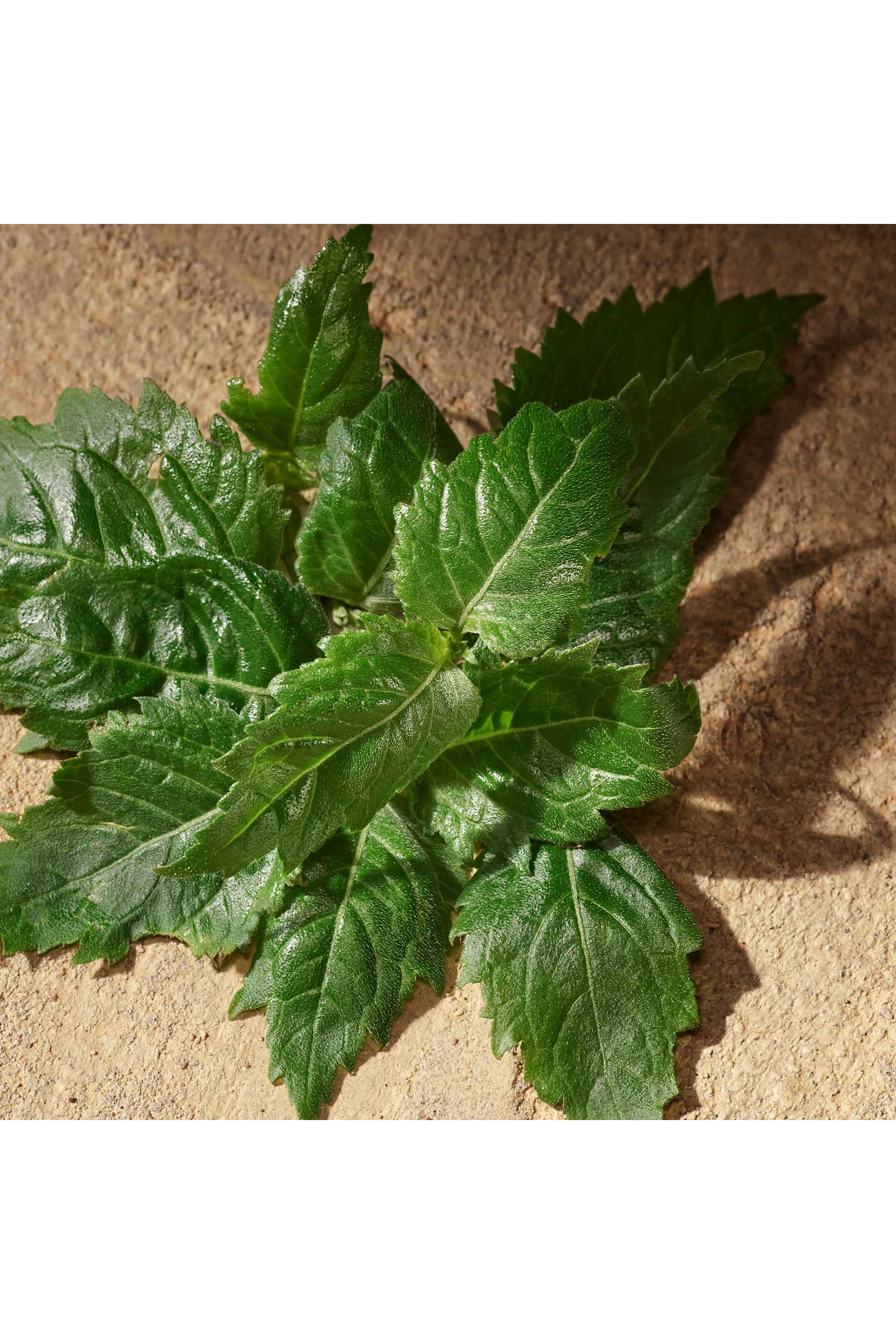 Devotion For Men Eau de Parfum