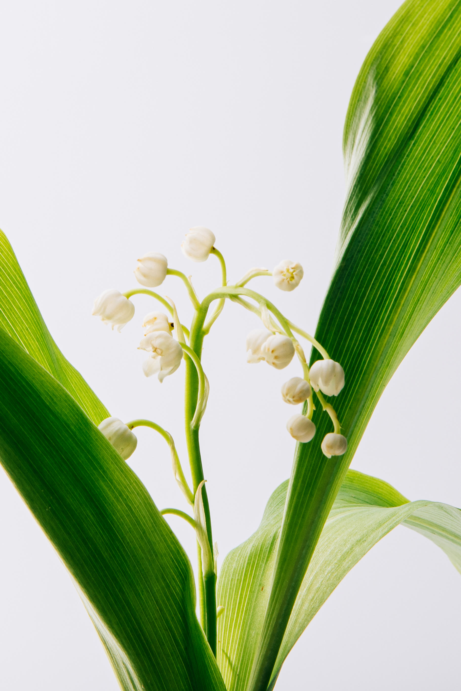 Un Paseo Por Madrid &Oacute;pera Eau de Parfum