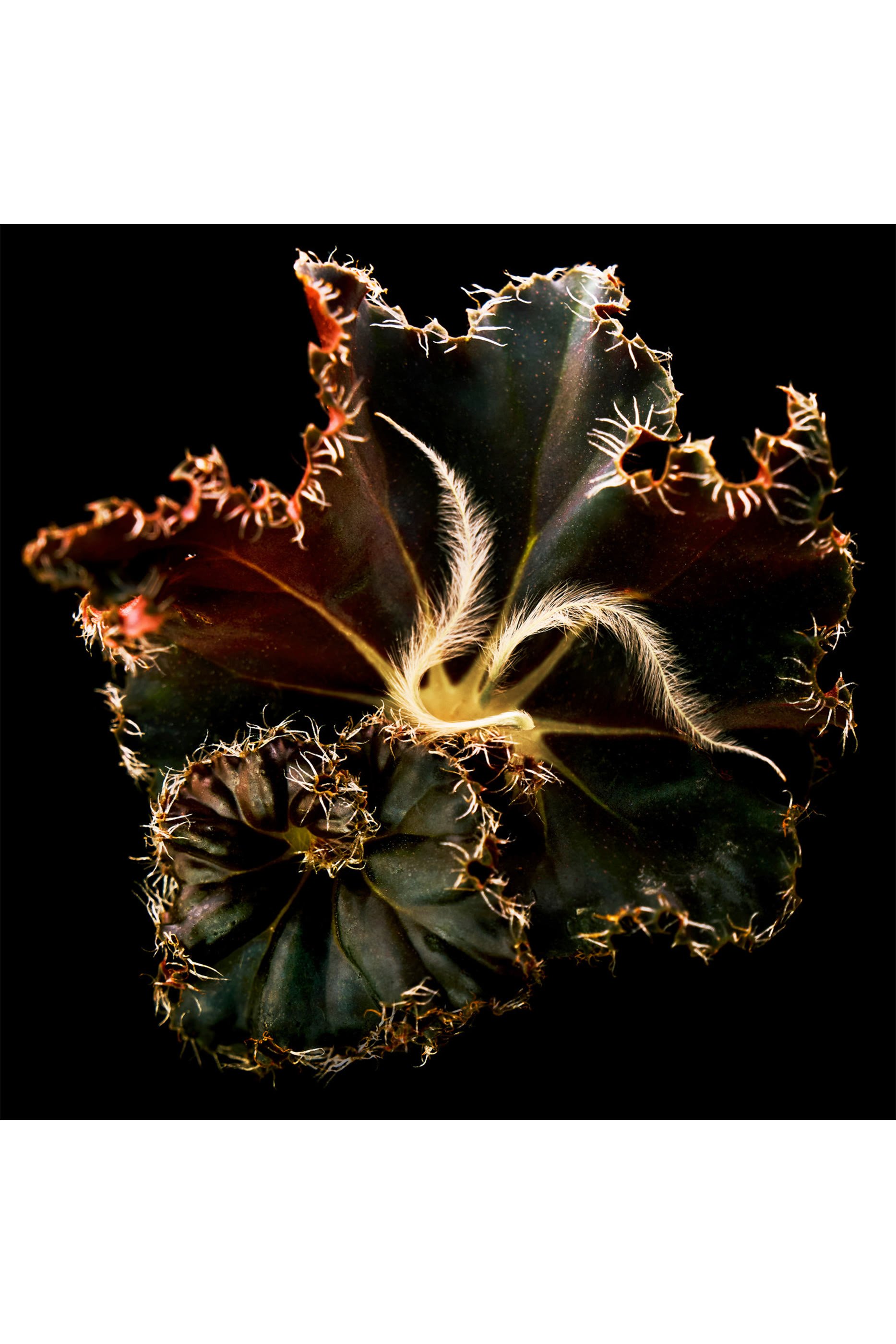 Mojave Ghost Absolu de Parfum