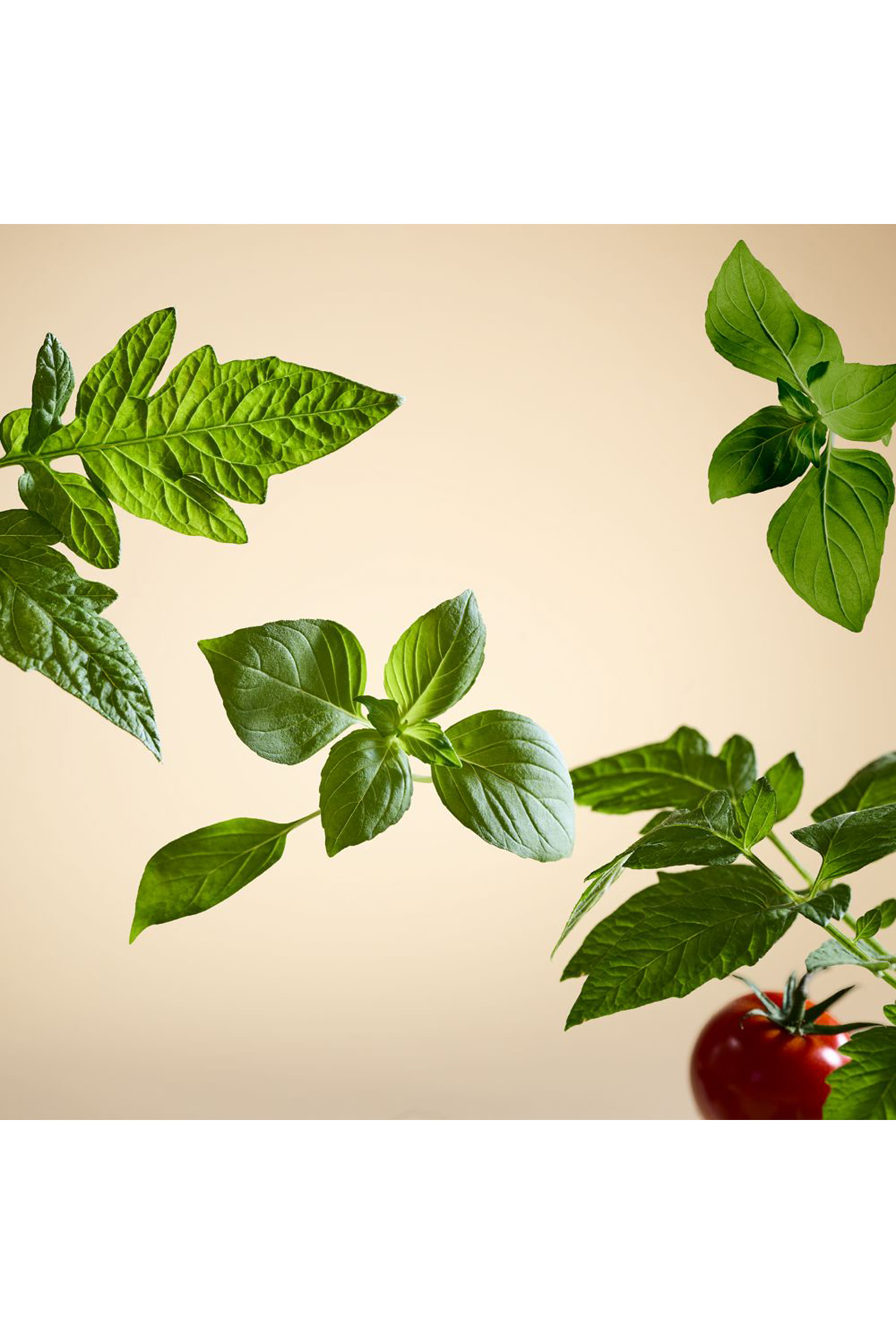White Basil Fragrance Sticks