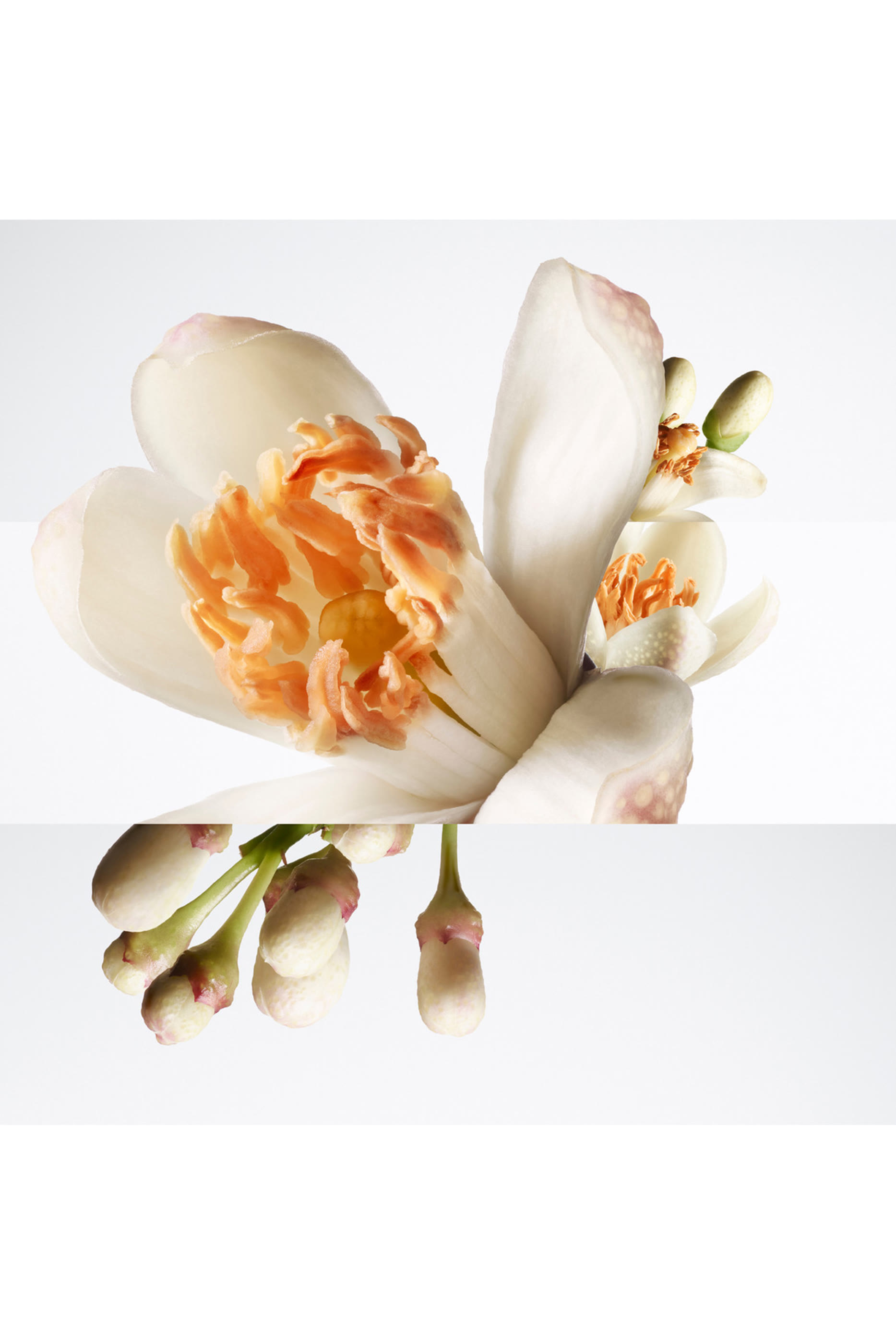 Bar&eacute;nia Pleine Fleur Eau de Parfum