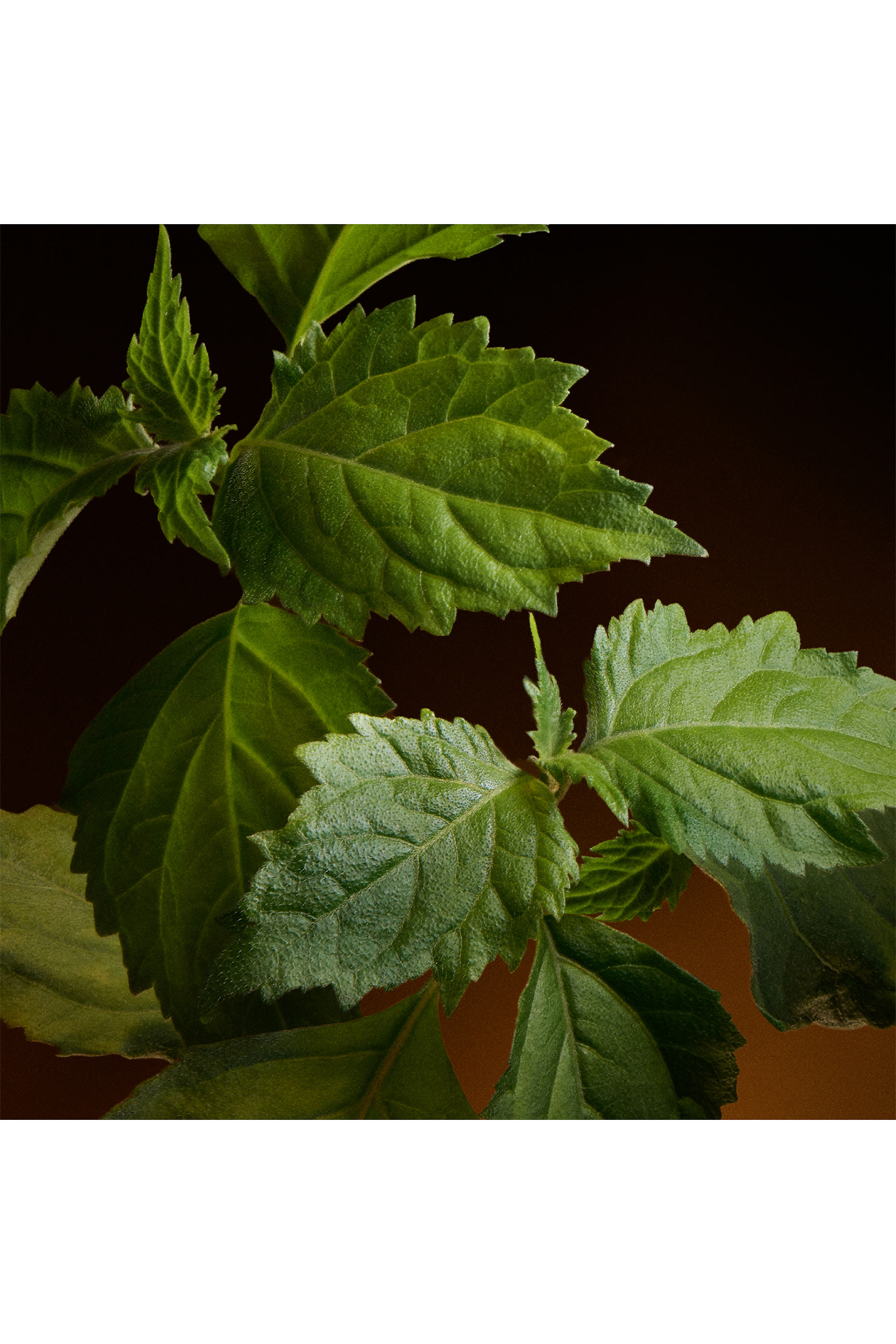 The One for Men Gold Eau de Parfum Intense