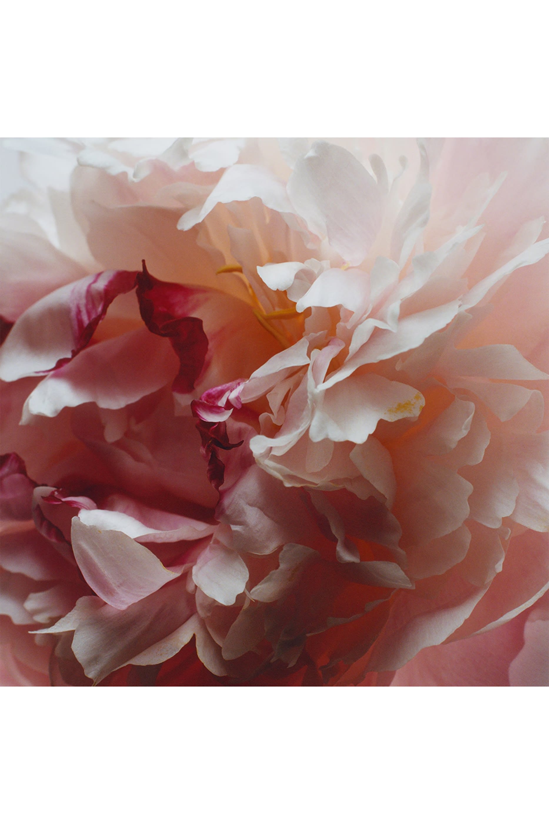 Peony & Blush Suede Scented Candle