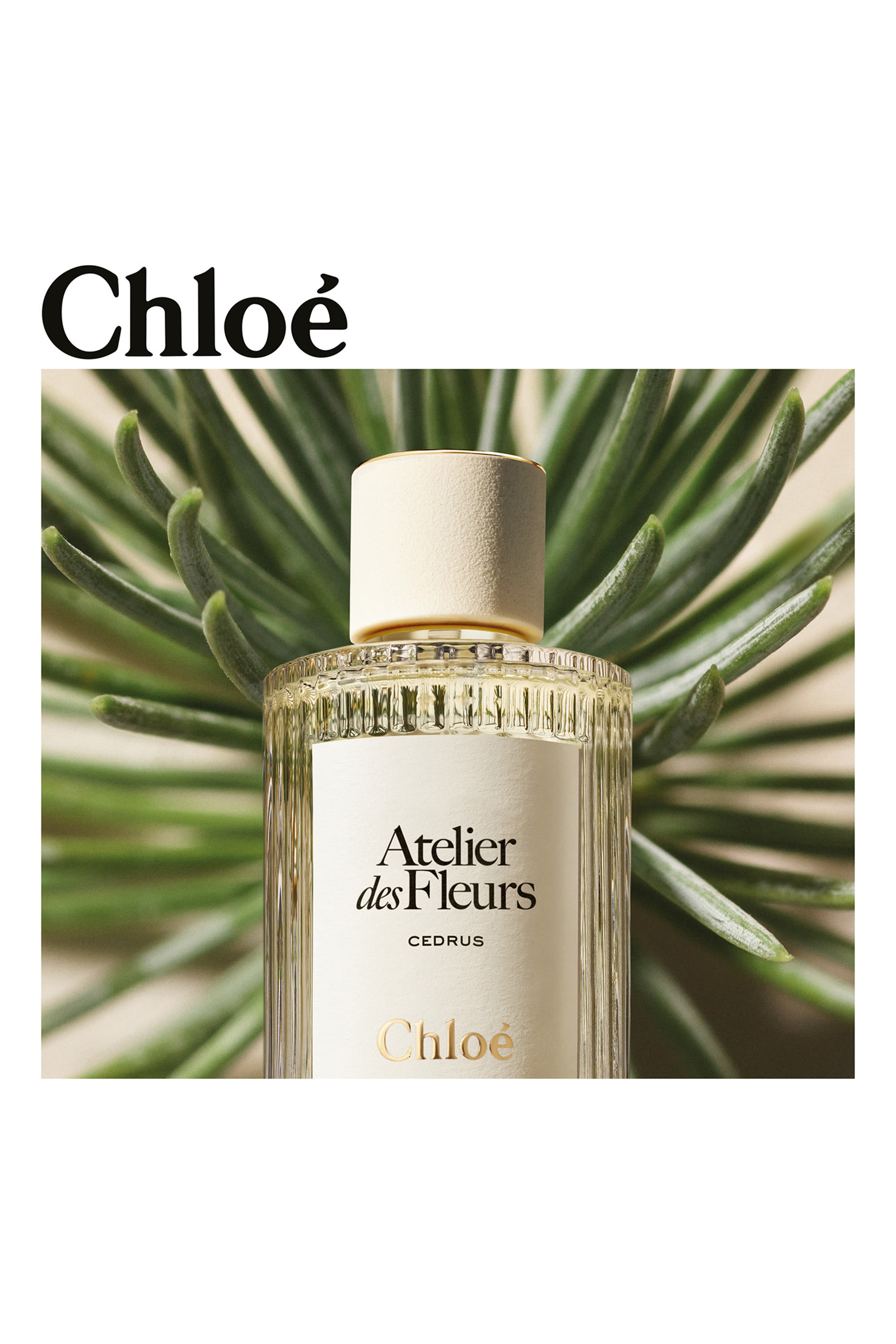 Atelier des Fleurs Cedrus Perfumed Hand Cream