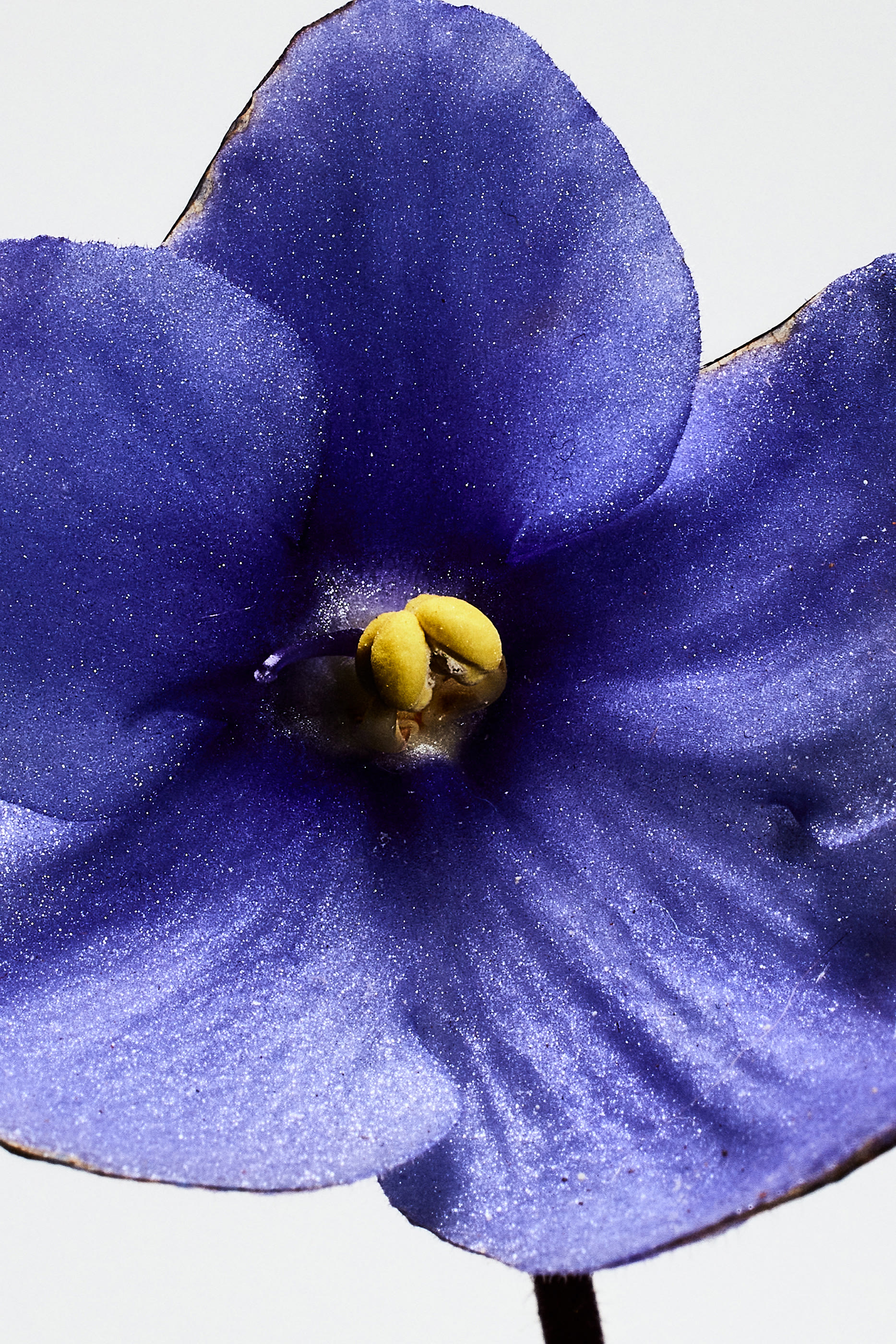 Un Paseo por Madrid San Miguel Eau de Parfum