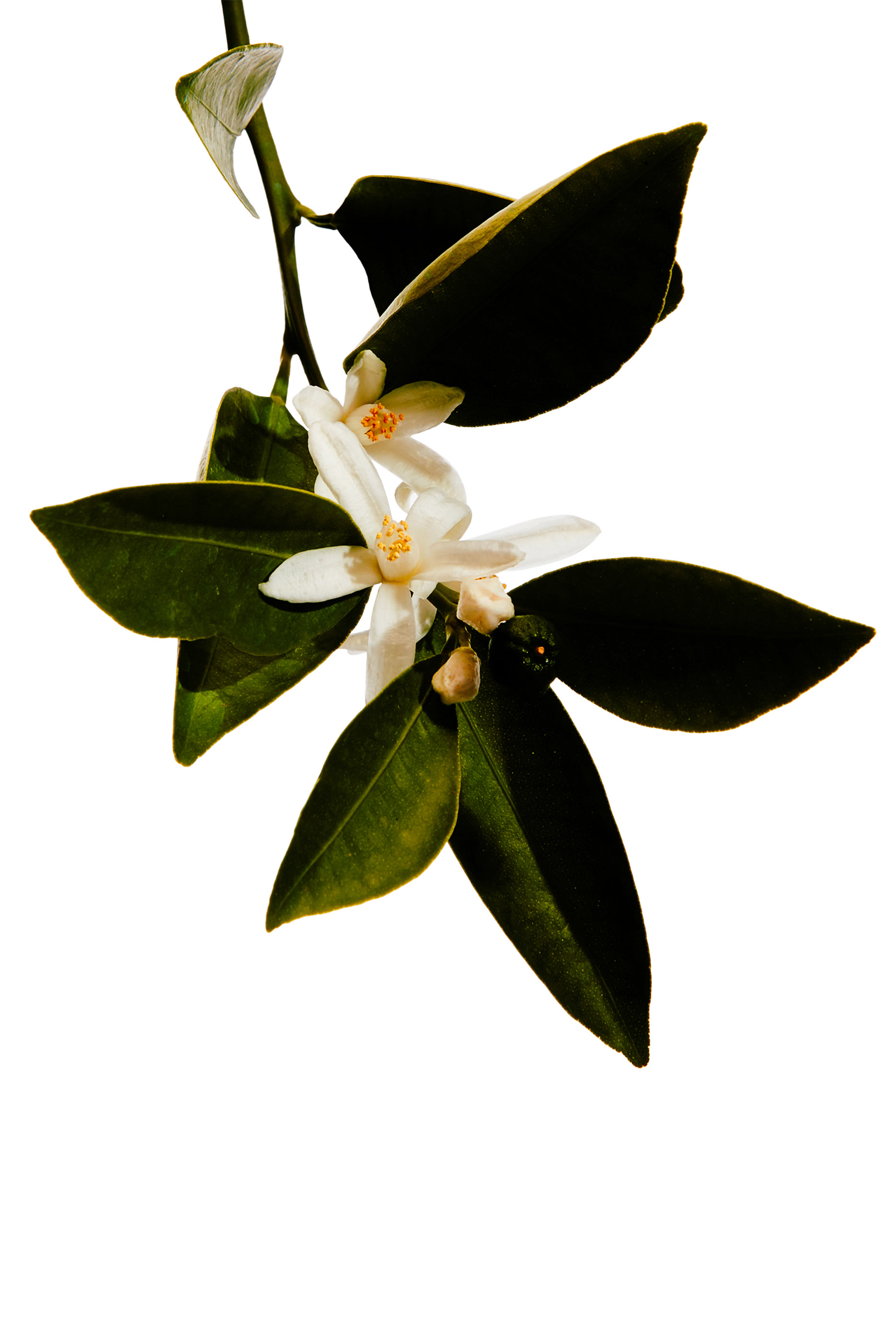 Un Paseo Por Madrid 'Casa de Campo' Eau de Parfum