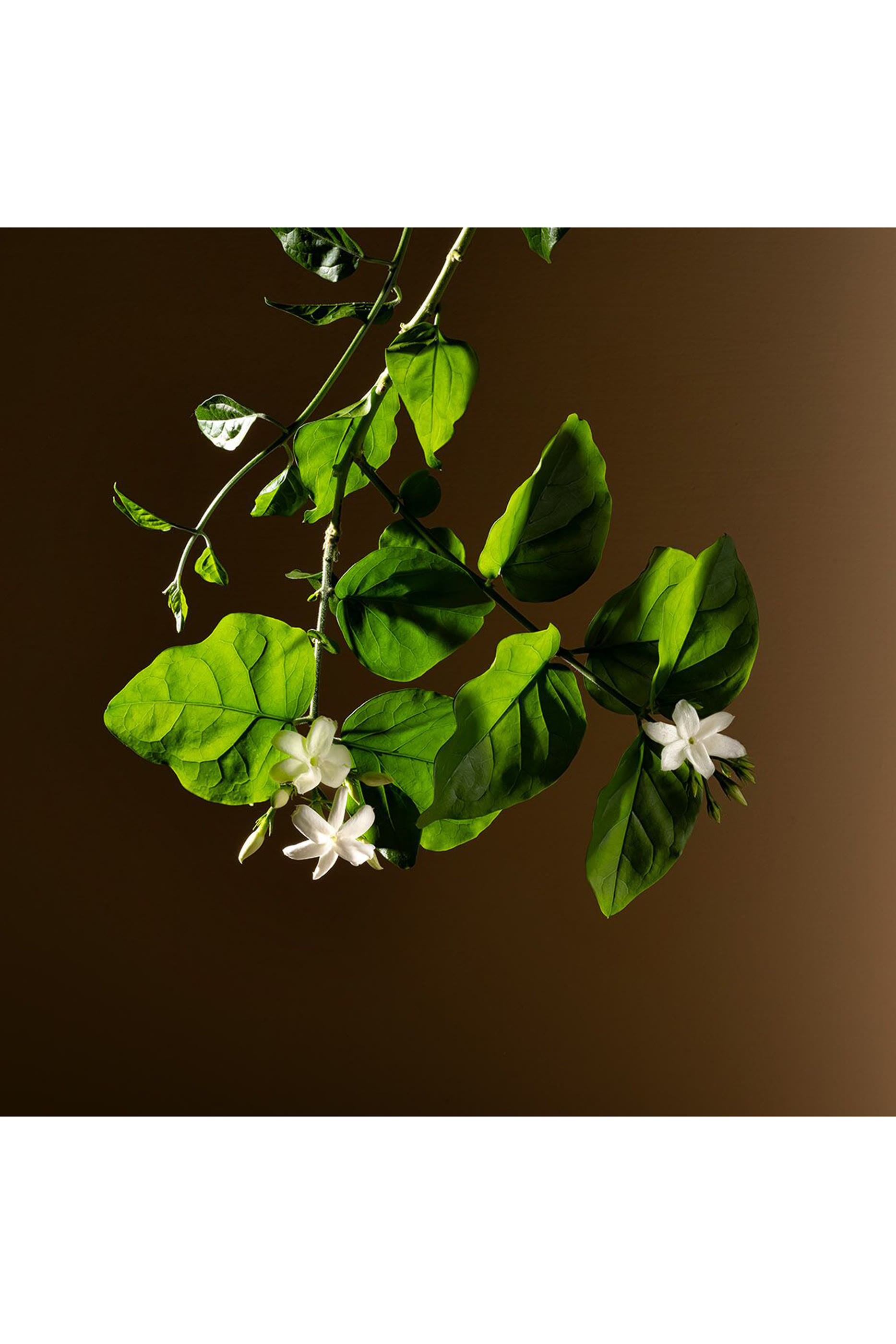 Gelsomino A Freddo Eau de Parfum