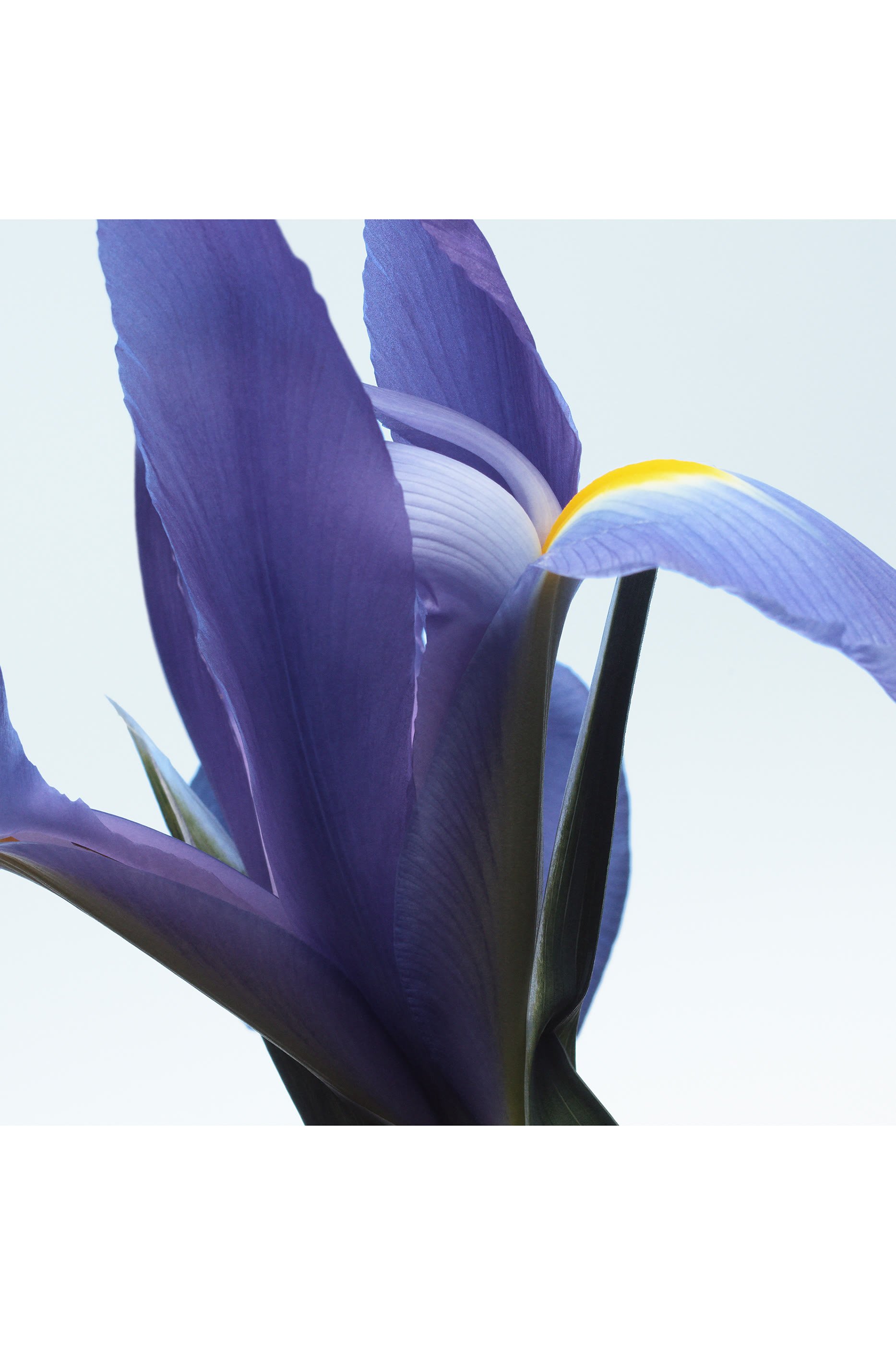 Neon Garden Eau de Parfum