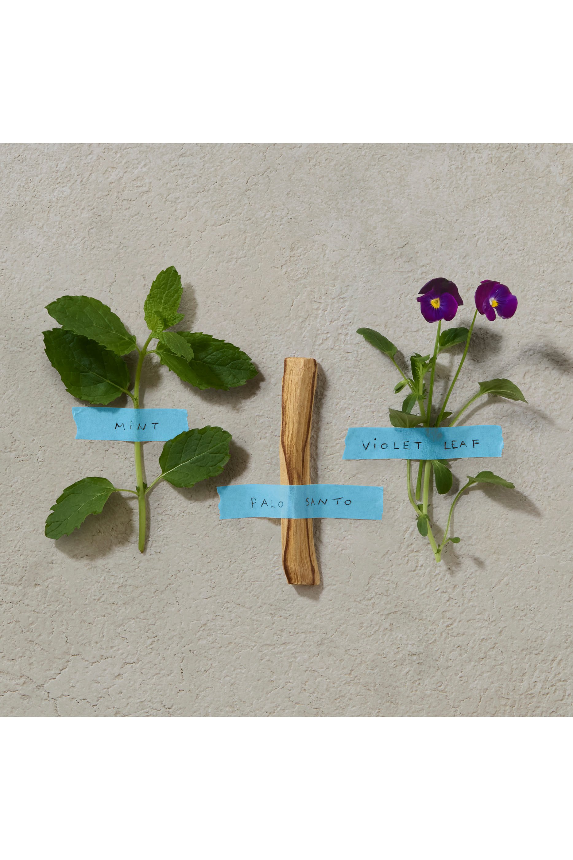 Bold Blend Eau de Parfum