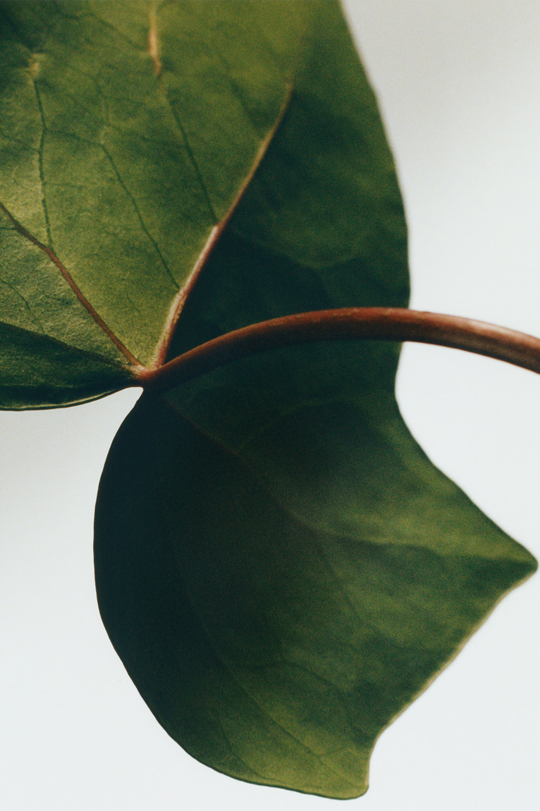 Ivy Room Diffuser Sticks Refill