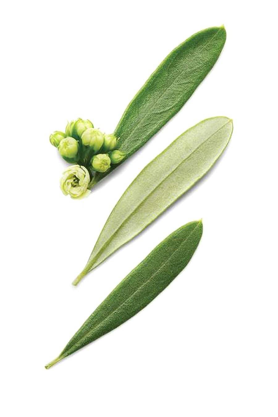 Code Eau de Toilette