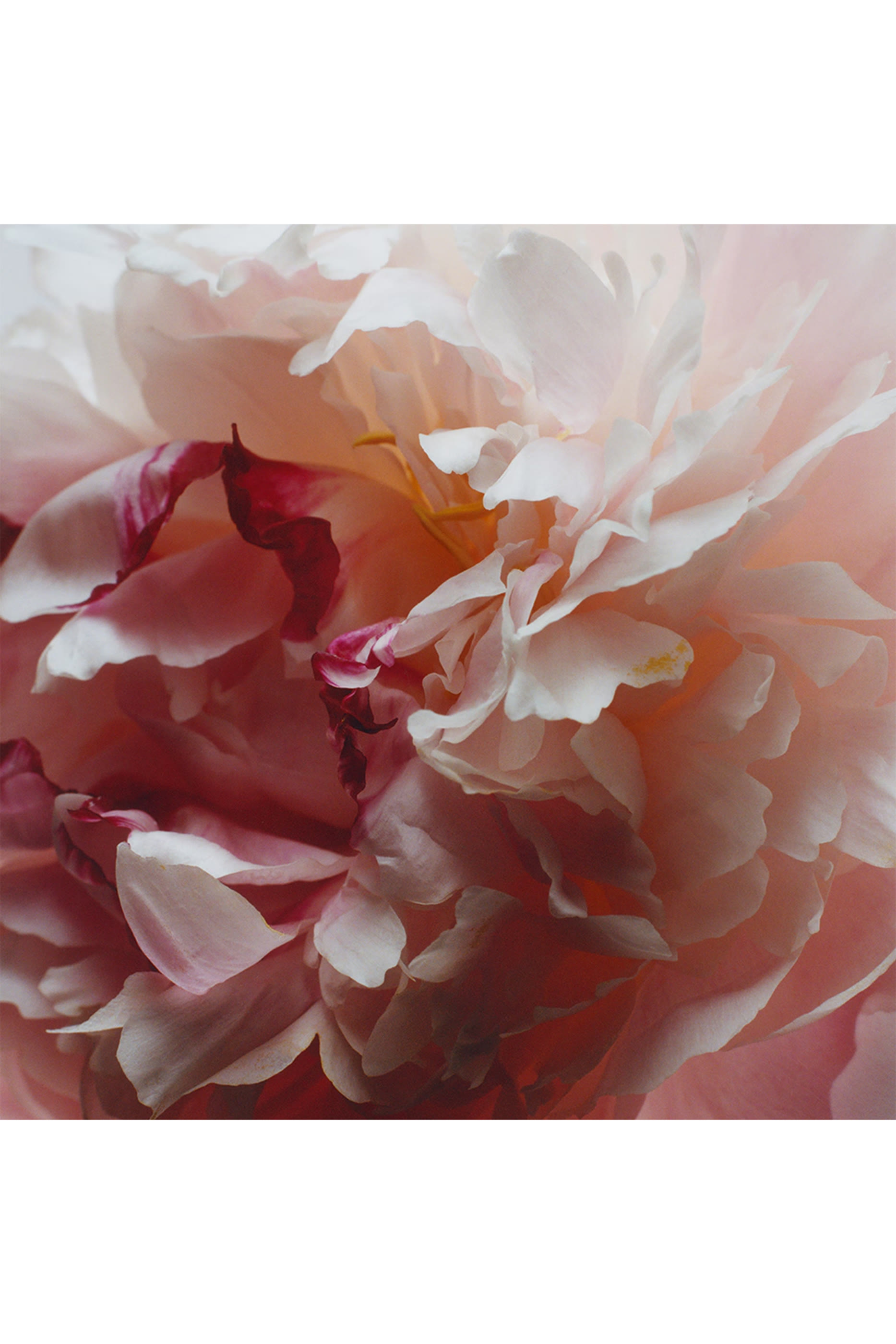 Peony and Blush Suede Deluxe Candle