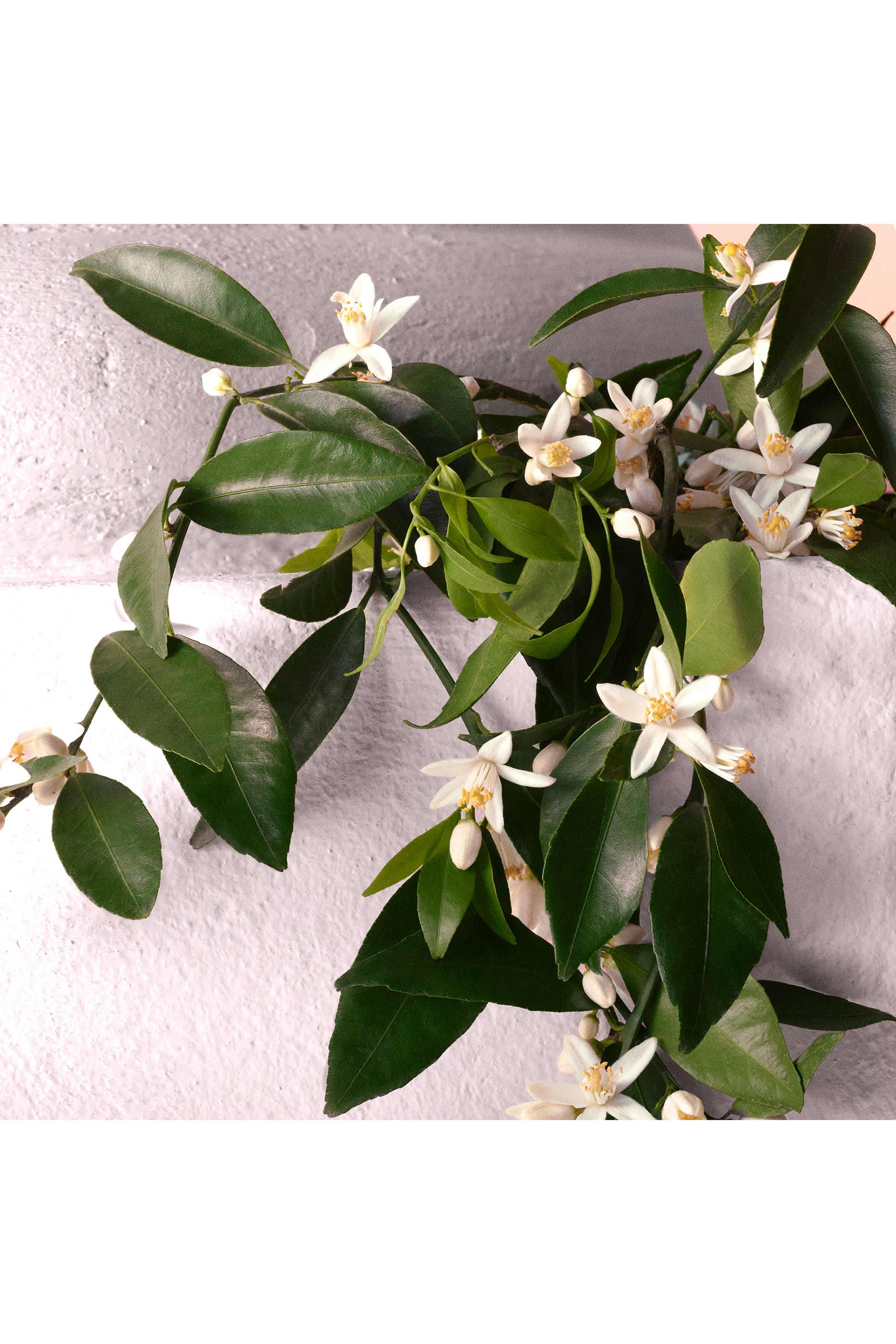 Devotion Eau de Parfum Intense